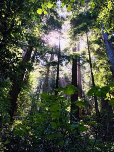 Photograph of Muir Woods, looking up towards the canopy with sunlight filtering through.