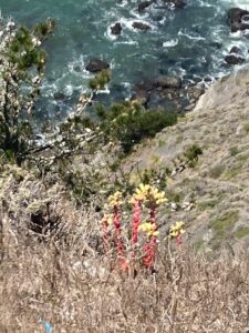 Photograph from a cliff looking down hills with small bushes and a red and yellow cactus toward the ocean with waves surging around large black rocks.